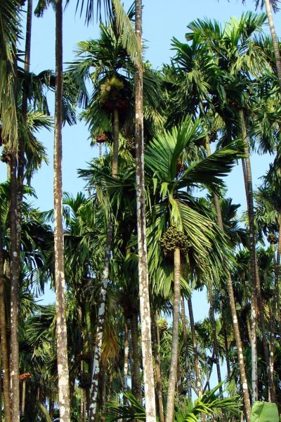 arecanut-plantation-207907 arecanut-plantation-207907